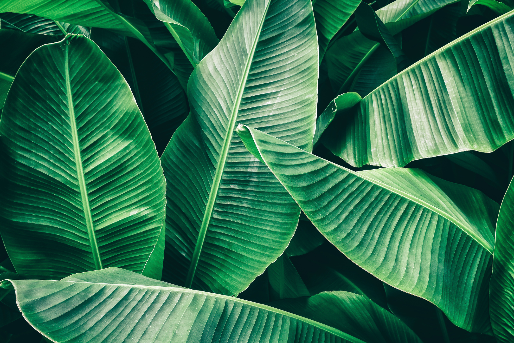 tropical banana palm leaf